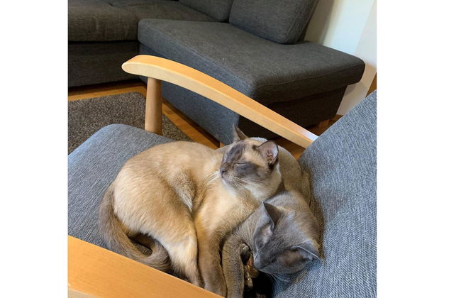 Alppitähti - Foto 3