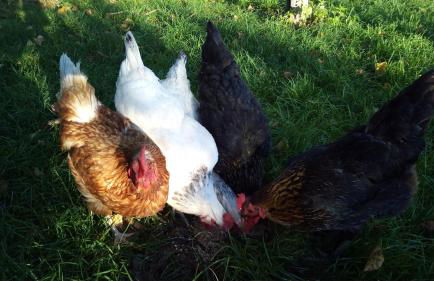 Ferienwohnung Elisabeth - Foto 27