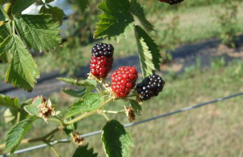 Agriturismo Cascina Rossano - Foto 65