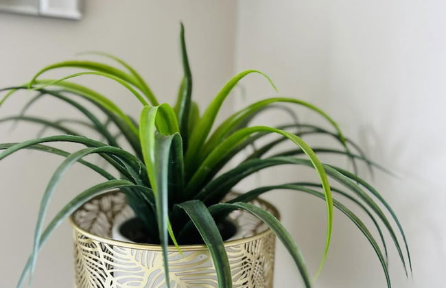 Amber Apartment 2 in Newmarket - Foto 28