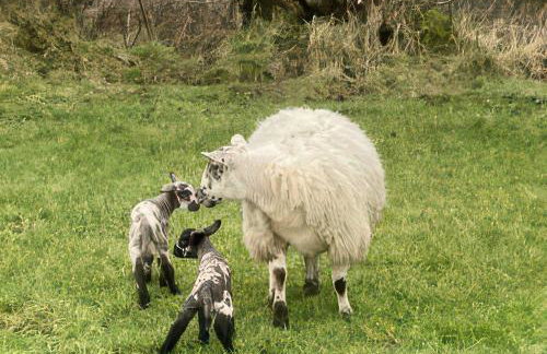 Betty's Farm Cottage - Foto 73