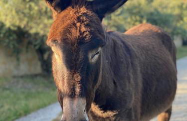 Monte do Pomar - Foto 13