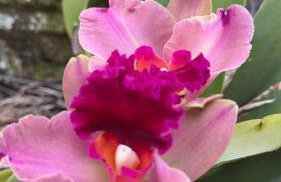 Mansão Primavera 03 quartos, piscina e churrasqueira - Foto 11