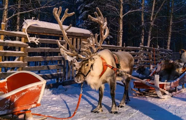 Reindeer Sleigh Ride - Photo 2