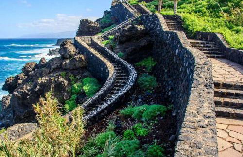 Musa Paradisiaca - Foto 38