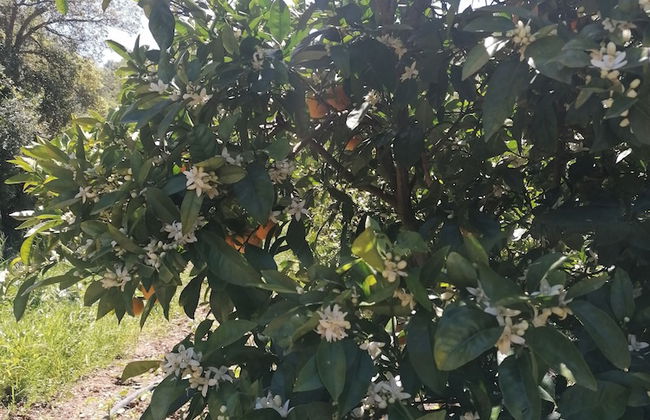 The Farm, Maria Serrao Aljezur - Foto 15