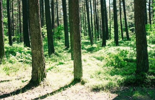 Trójmiasto nad jeziorem DOM -ECHOCHATA - Foto 41