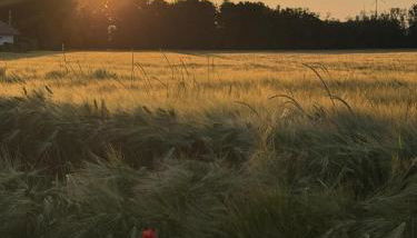 Ferienhaus Wernsdorf - Foto 2, Garden view