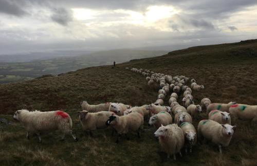 Cae'r Beili - Photo 40