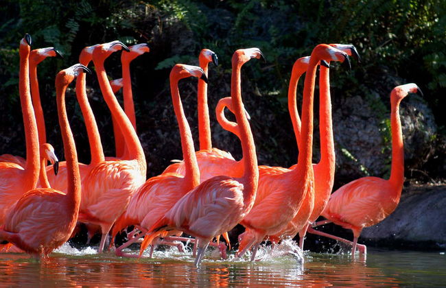 Entrada al Zoo de Miami - Foto 7