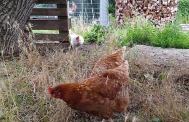 Ferienhaus Jerichow - Foto 10