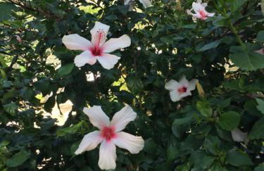 Livanina apartments - Foto 38