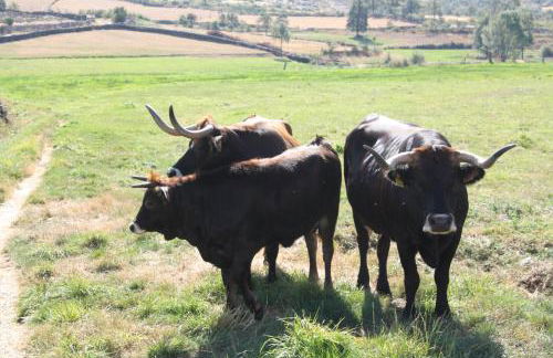 Refugio das Terras Altas - Foto 29