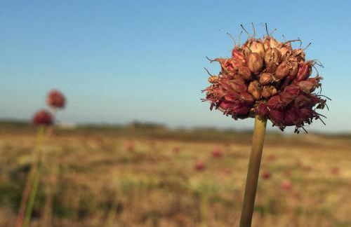 1. Ty gwalarn, vue sur la lande, dunes et océan - Foto 24