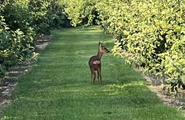 Aplanty Studio in the Orchard - Foto 17