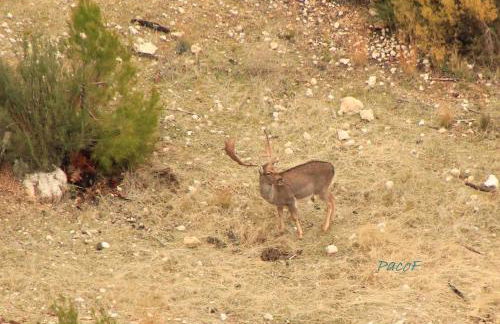 Alojamiento aguasblanquillas - Foto 29