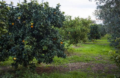 Masseria Marico - Foto 69