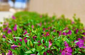 Benaco See - Foto 71