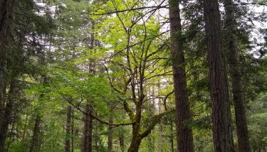 Forest Haven, Fantastic Nature Retreat! - Foto 4