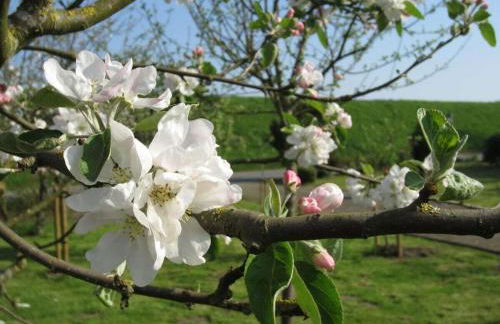 Holiday home in Balje with Wi-Fi - Foto 6