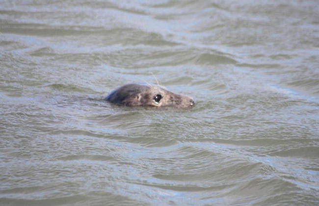 Beautiful House in Village, Newburgh, Ellon - Photo 4