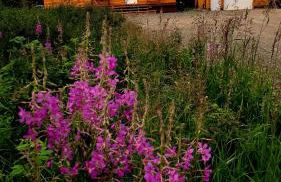 Denali Wild Stay - Bear Cabin with Hot Tub and Free Wifi, Private, sleep 6 - Foto 7