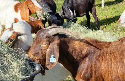 Akrofina Ranch & Grill - Foto 43