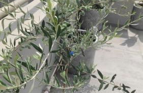 My Home in Greece - Photo 71