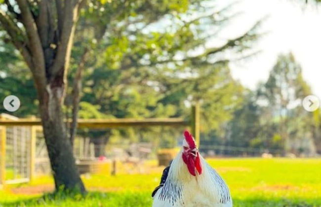 Jilly Park Farm Interactive Experience - Foto 32