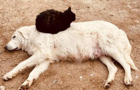 Agriturismo Bed and Breakfast Tanca Taroni - Foto 68