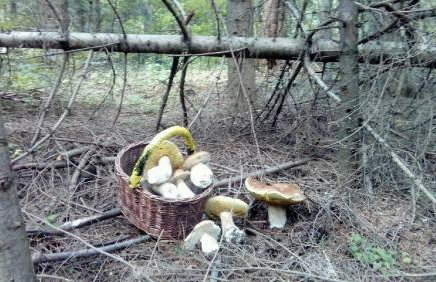 Zacisze Osławy Agroturystyka - Foto 21