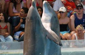 Oceanus Aparthotel - Foto 120