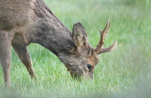 Historical North Cottage in Old Deer - Photo 45