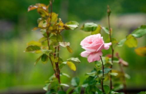 Anna nel verde - Foto 30