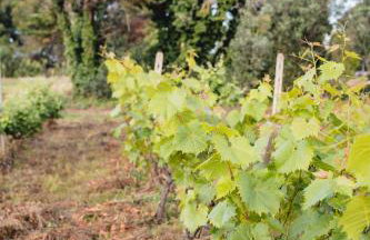 Masseria Piutri - Photo 8