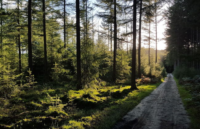 Detached Bungalow with Decorative Fireplace near Veluwe - Foto 29