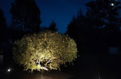 la champagnolaise - Foto 8