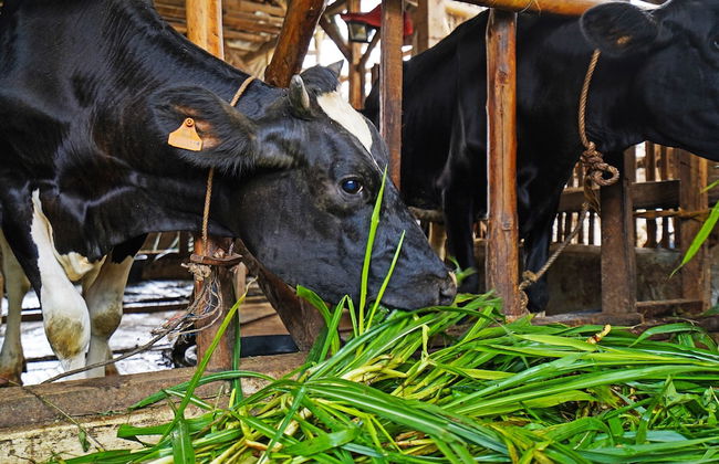 OYO Homes 91006 Eco Tourism Desa Cibodas Areng 5 Syariah - Photo 48