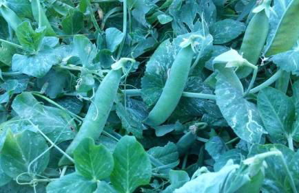 Country Club Da Cesco - Foto 41