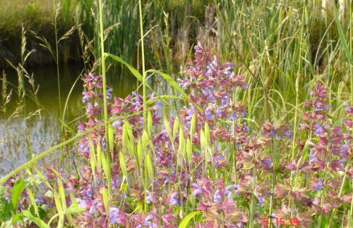 Aroggia Farm - Foto 46