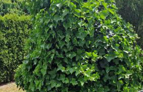 Ferienwohnung Wiesental 89331 Burgau, Wiesentalstrasse 1 - Foto 64