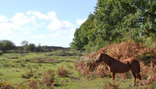 The Hideaway - Foto 4