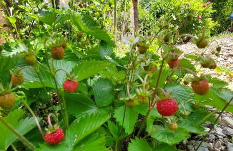 Ferienhaus Nr 2 - Das kleine Haus im Haus - Foto 26