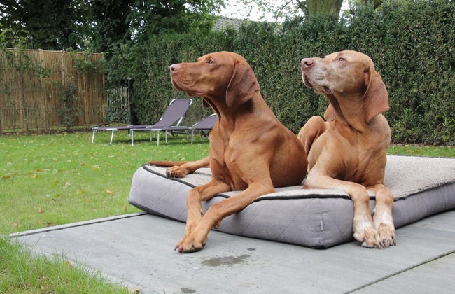 Cottage in Leenderbos Near Nature Reserve - Photo 13