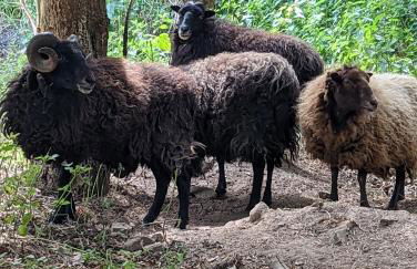 Gästehaus Stein im Thüringer Wald - Foto 38