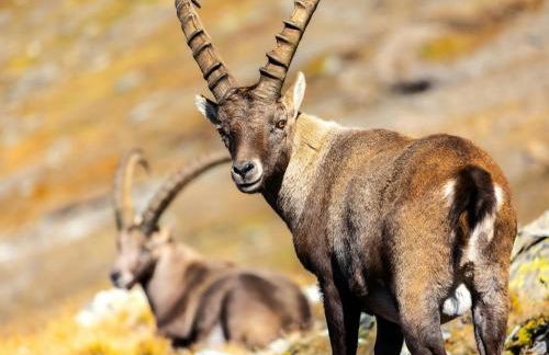 ALPA appartements - Champagny-en-Vanoise - Foto 33