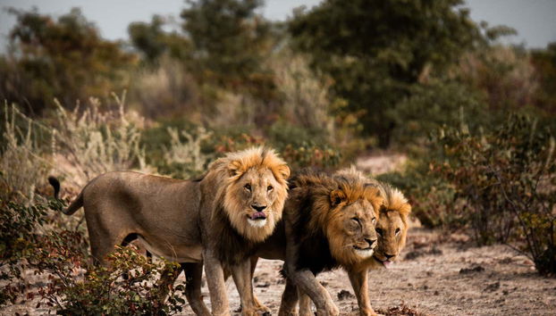 Leones en el Parque Nacional de Etosha