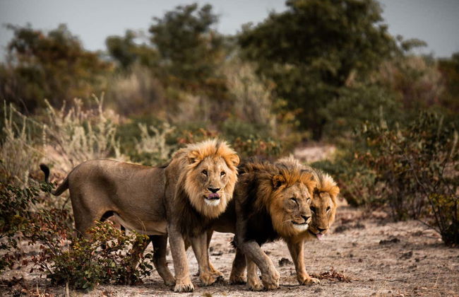 Safari de 10 días por Namibia - Foto 2