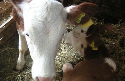 Natur-Aktiv-Hof Thiem - Foto 19