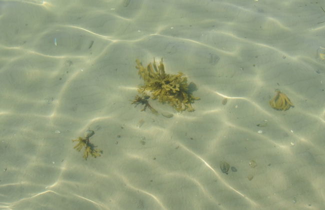 "Kalv" - 75m from the sea - Foto 6